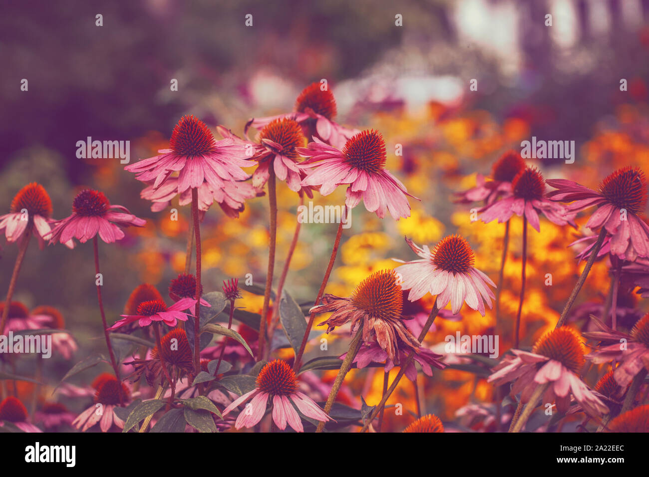 Beautiful Fairy Dreamy Magic Pink Echinacea Purpurea