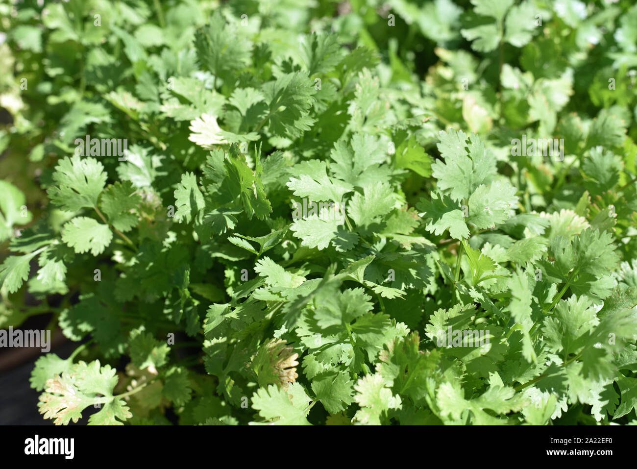 Cilantro and Coriander Stock Photo Alamy