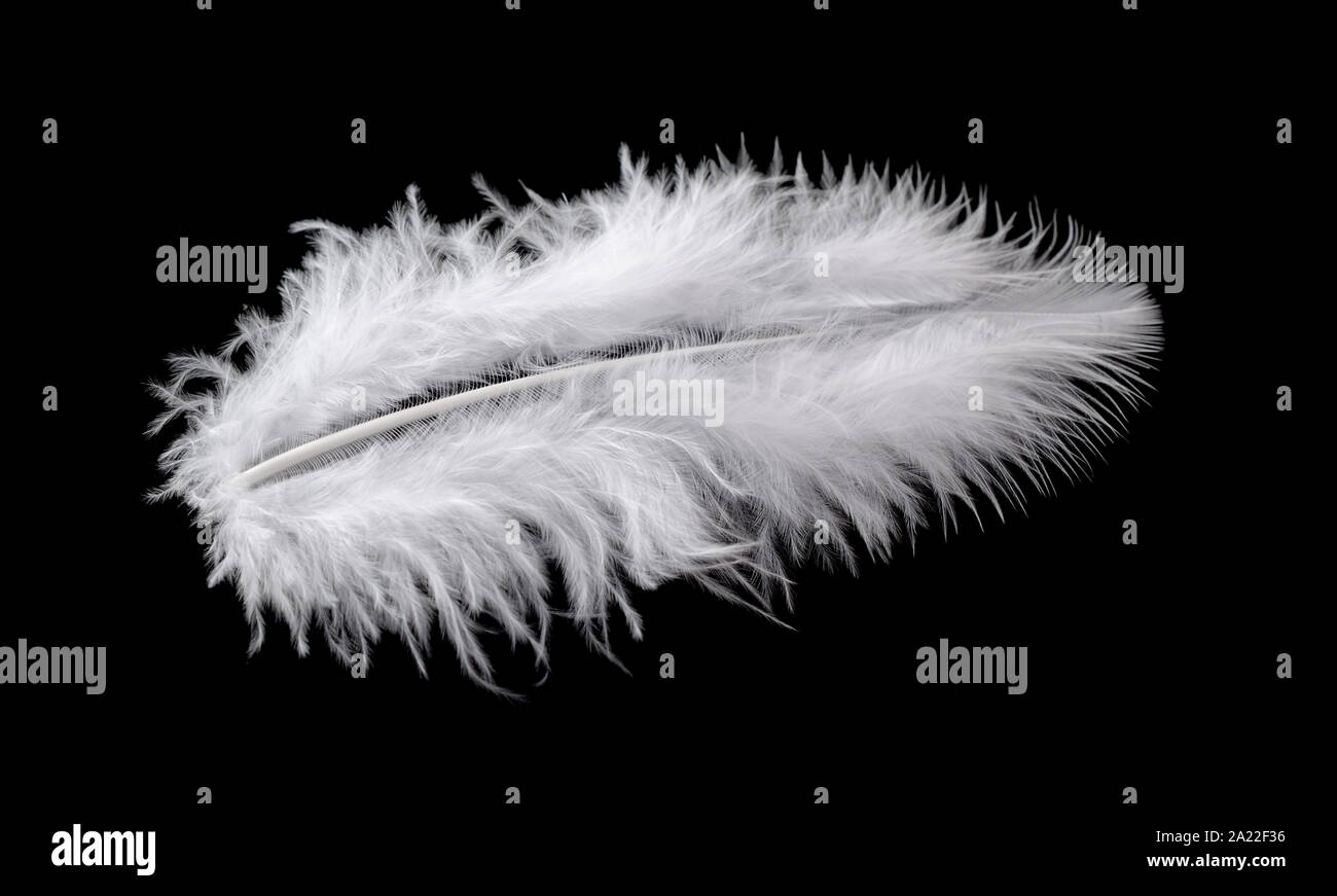 White bird feather isolated on black background Stock Photo