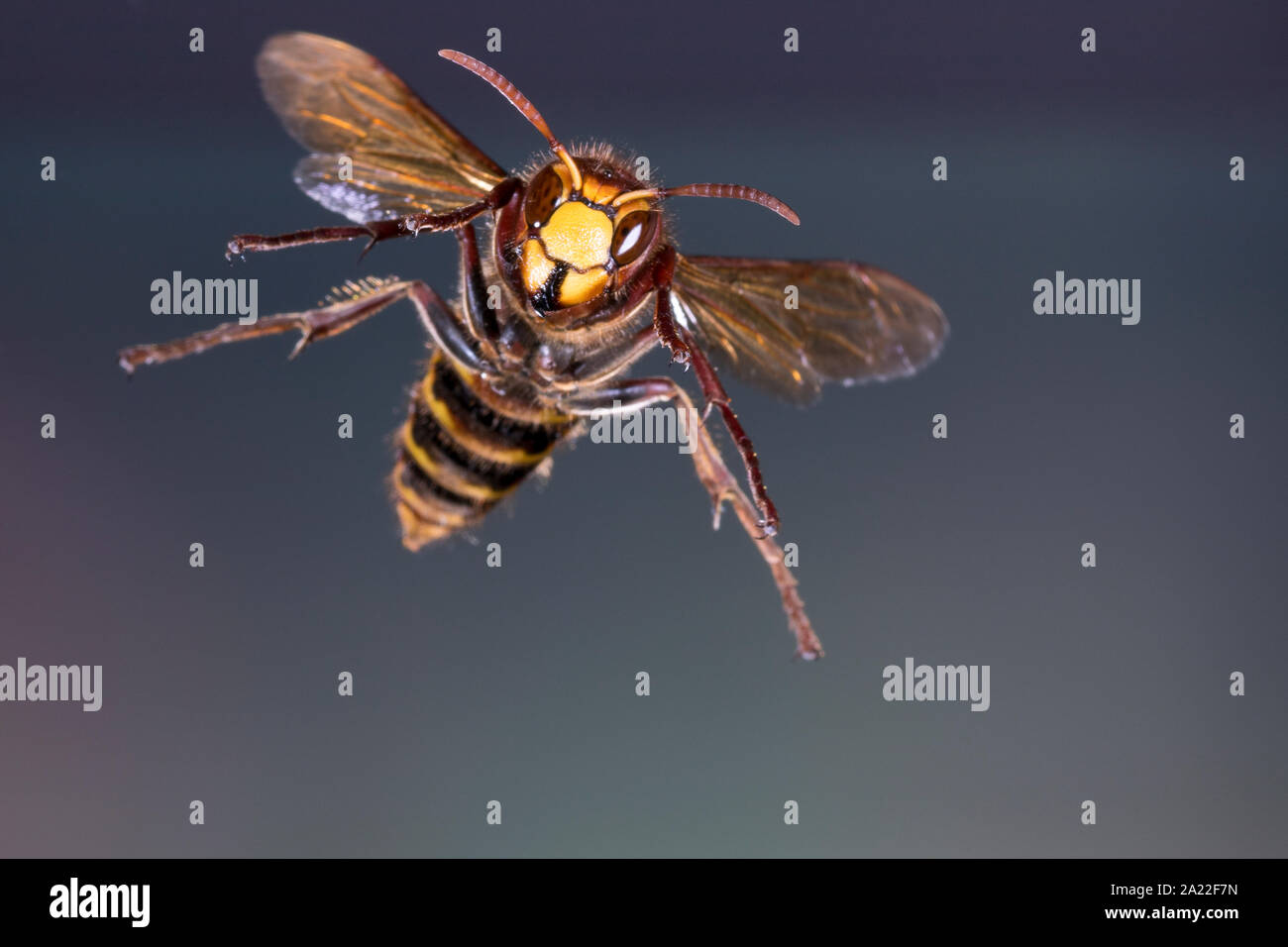 Hornisse Hornissen Flug Fliegend Vespa Crabro Hornet Hornets Brown Hornet European Hornet Flight Flying Le Frelon Europeen Stock Photo Alamy