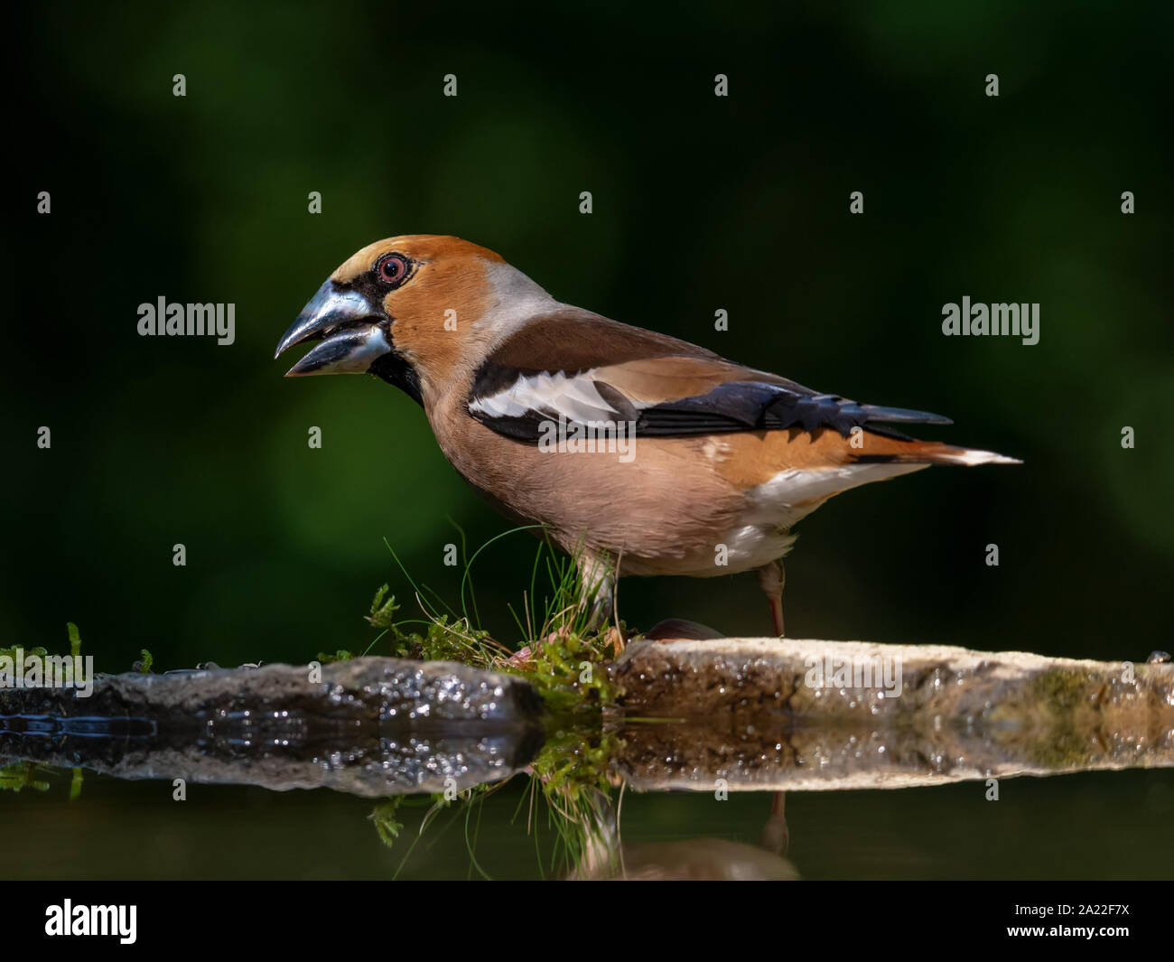Hawfinch (Coccothraustes coccothraustes) sitting in the autumn grass on the ground and observing its surroundings Stock Photo