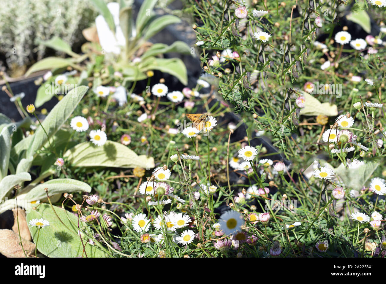 Annual summer flowering plants hi-res stock photography and images - Alamy