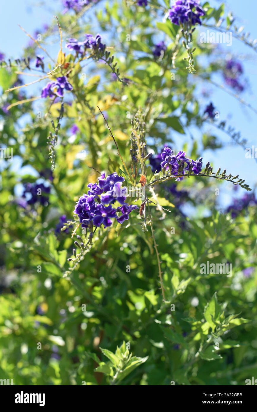 Lantana perennial flowering plants hi-res stock photography and images ...