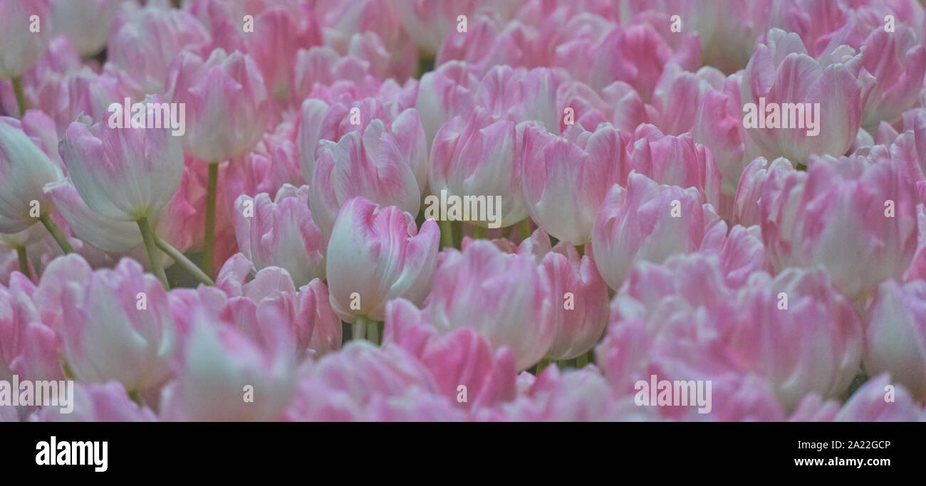 Large field with tulips in white pink colouring Stock Photo