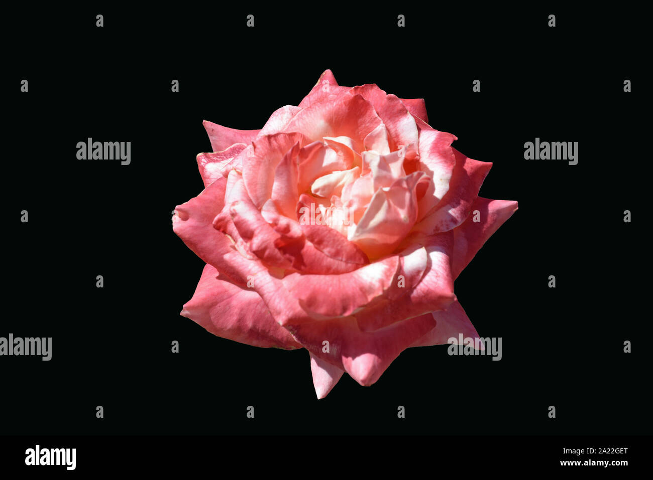 Varigated rose hi-res stock photography and images - Alamy