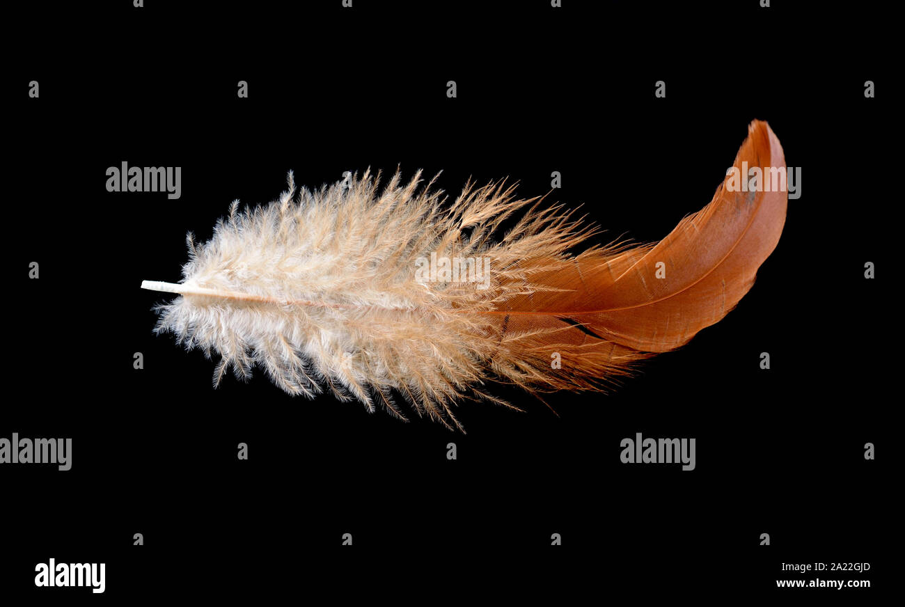 Colored bird feather isolated on black background Stock Photo