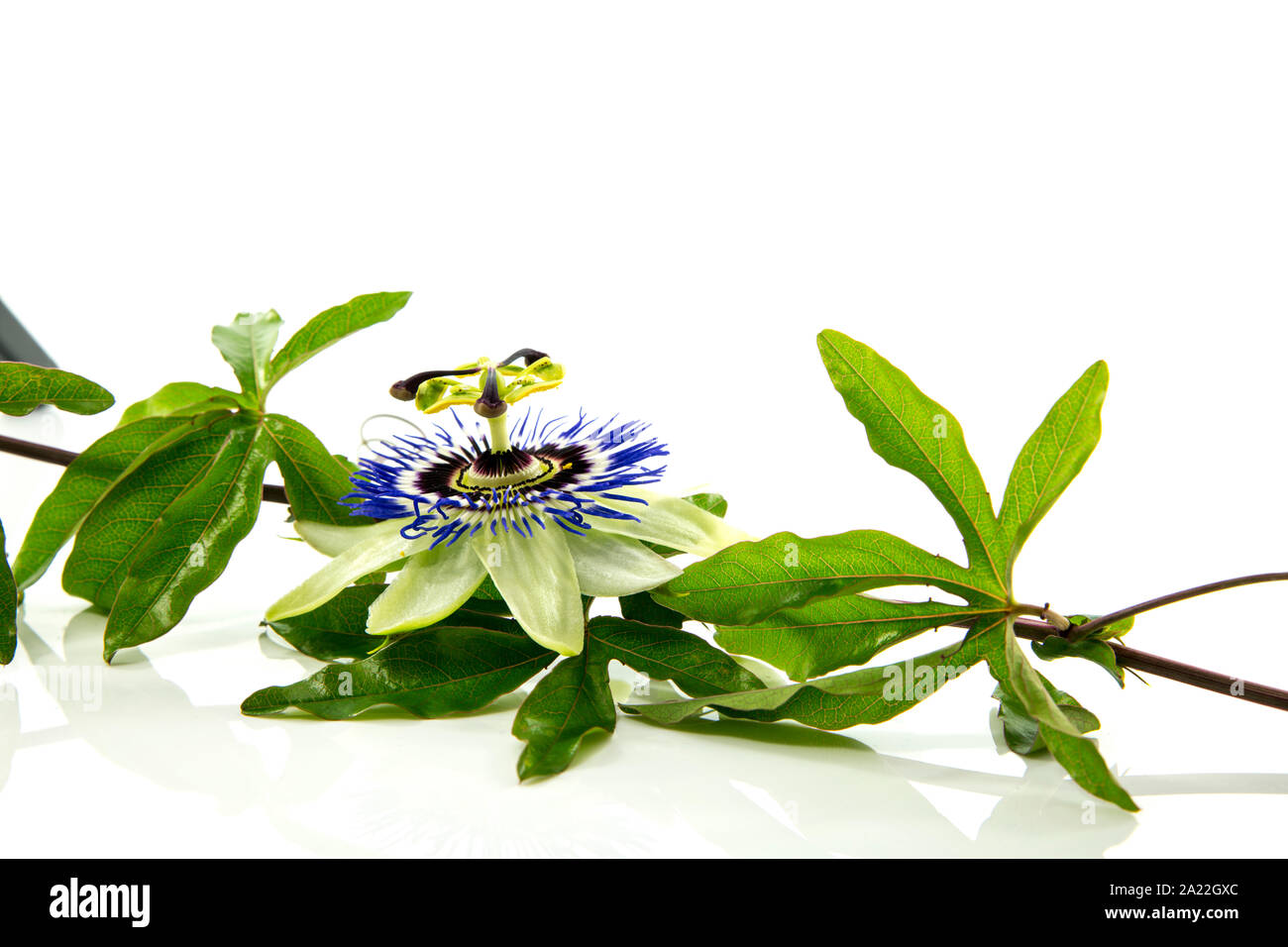 passiflora flower isolated on white background Stock Photo