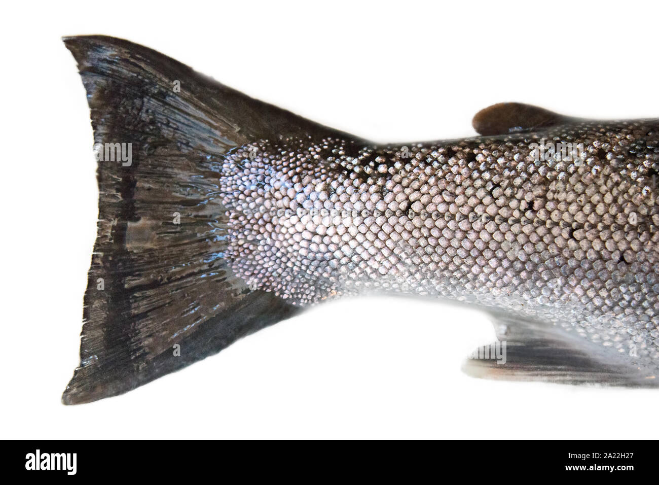 Fishtail. A hybrid of Atlantic salmon (Salmo salar) and Sea trout (Salmo  trutta), clipping on the tail weak, more like trout. Gulf of Finland,  Baltic Stock Photo - Alamy