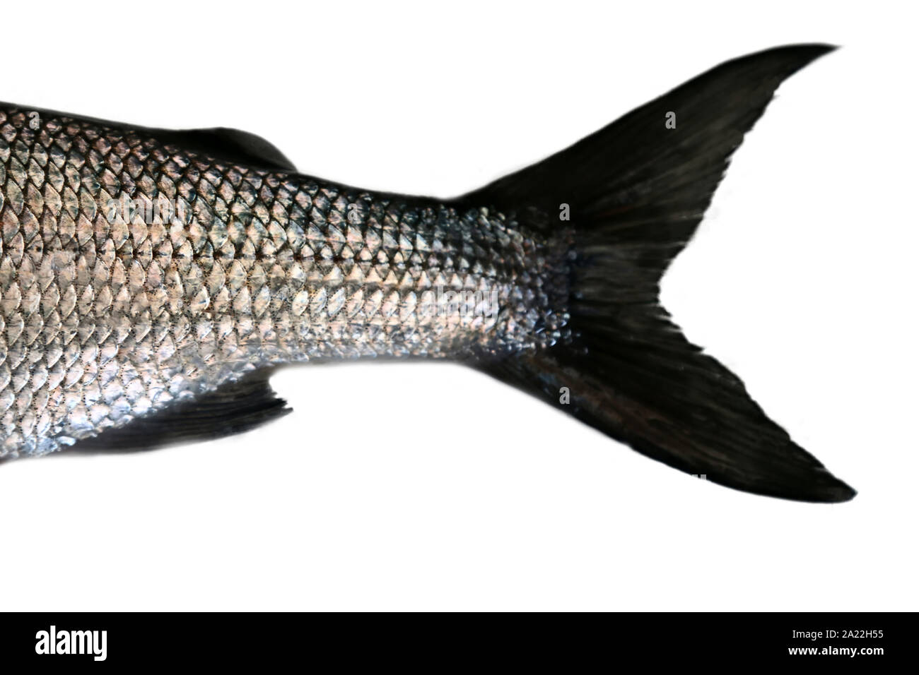 Fishtail. Whitefish (Coregonus lavaretus) - very polymorphic