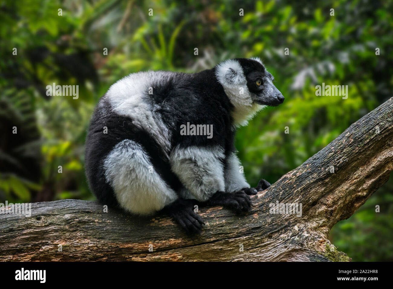 White-belted black-and-white ruffed lemur (Varecia variegata ssp. subcincta) endemic to Madagascar Stock Photo