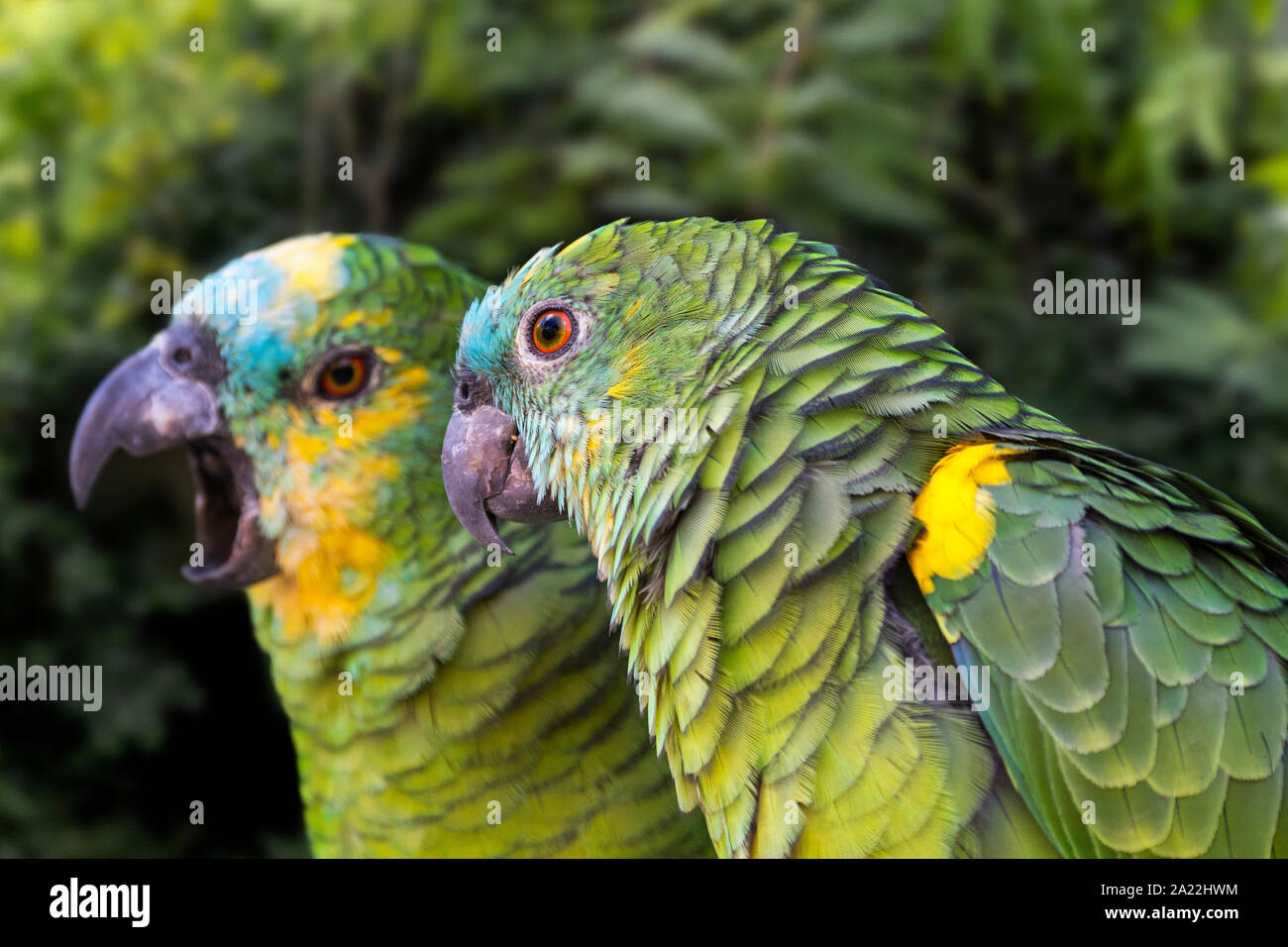 Turquoise-fronted amazon / turquoise-fronted parrot / blue-fronted amazon / blue-fronted parrot (Amazona aestiva xanthopteryx) native to South America Stock Photo