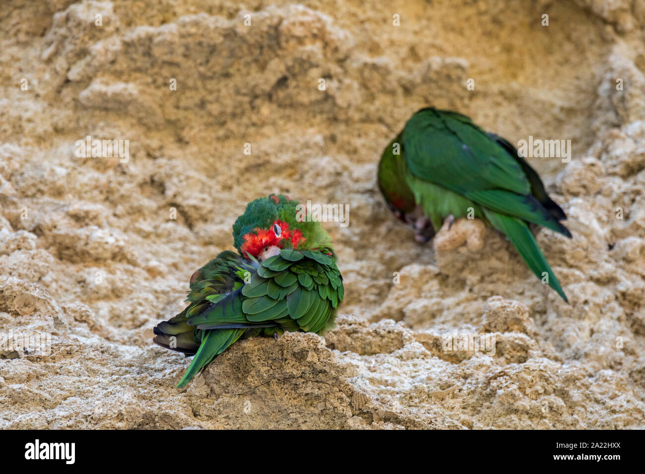 Mitred parakeets / mitred conures (Psittacara mitratus) sleeping in rock face, native to South American Andes from Peru through Bolivia to Argentina Stock Photo