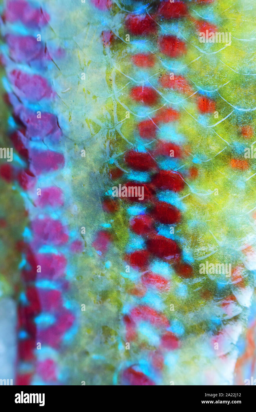 Long-striped wrasse (Symphodus tinca, rainbow fishes, Labrus, ray-finned fish) from the Black sea (North shore). Multi-colored scales and fins, as if Stock Photo