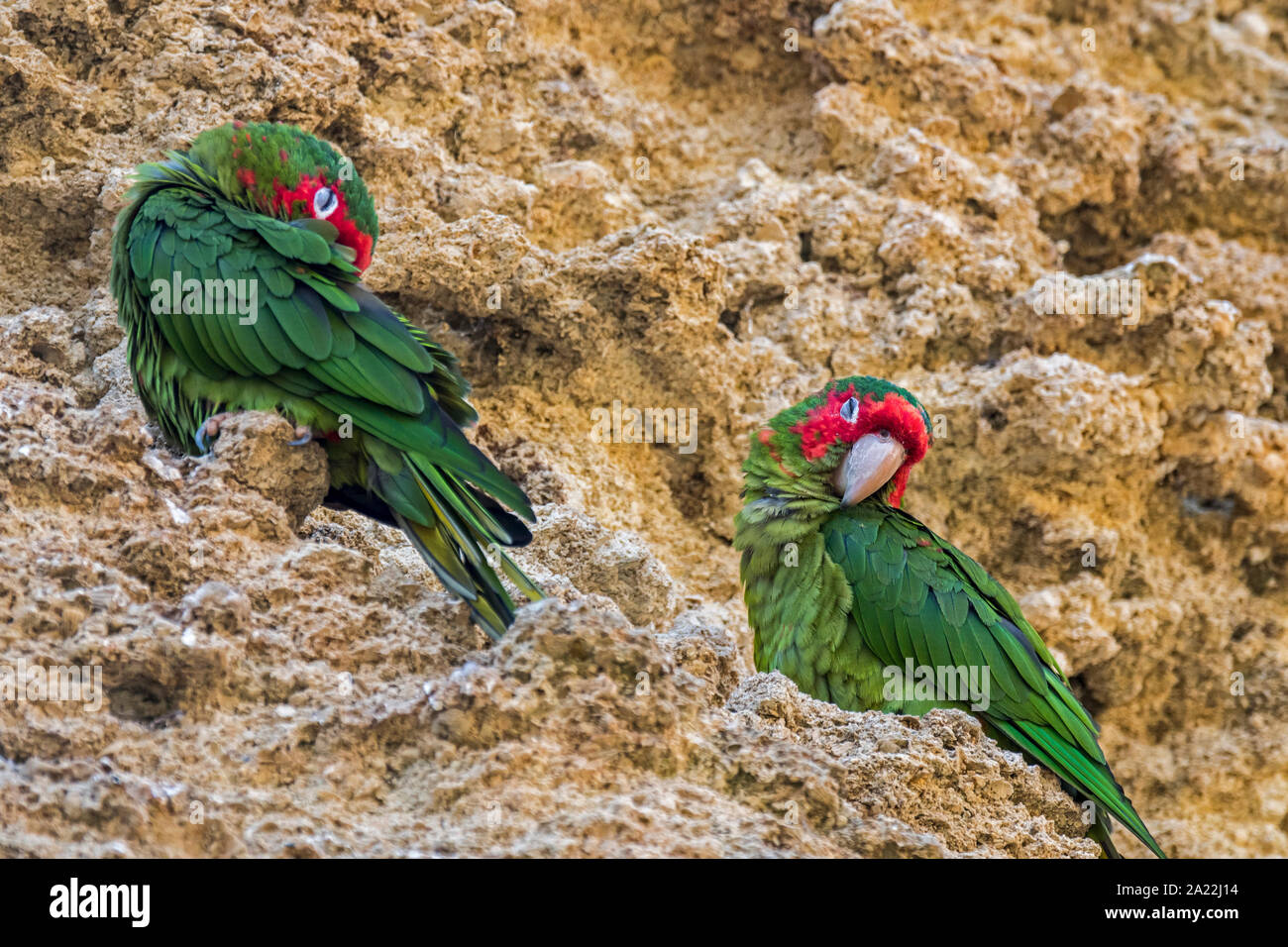 Mitred parakeets / mitred conures (Psittacara mitratus) sleeping in rock face, native to South American Andes from Peru through Bolivia to Argentina Stock Photo