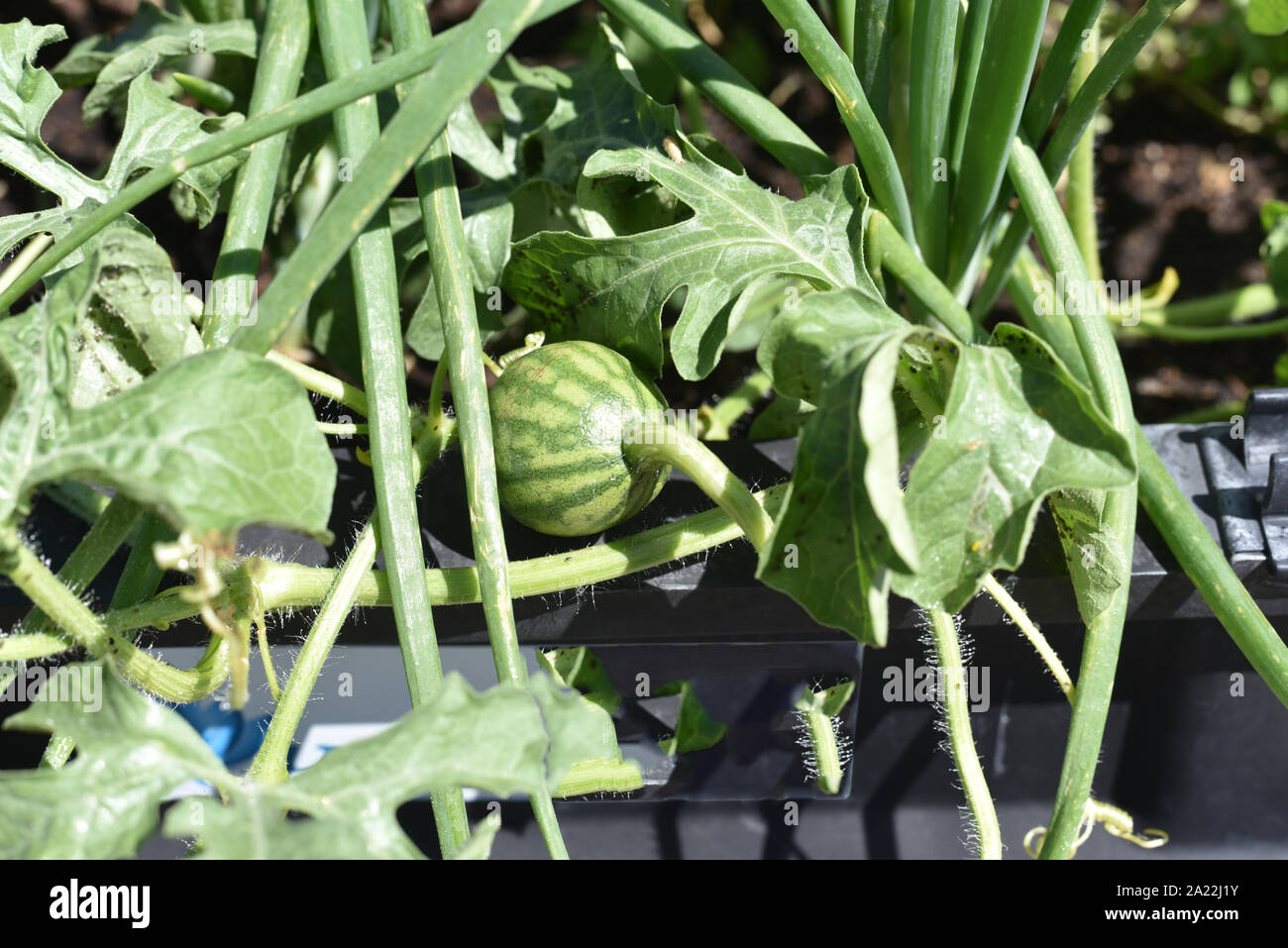 Baby watermelon leaves hires stock photography and images Alamy