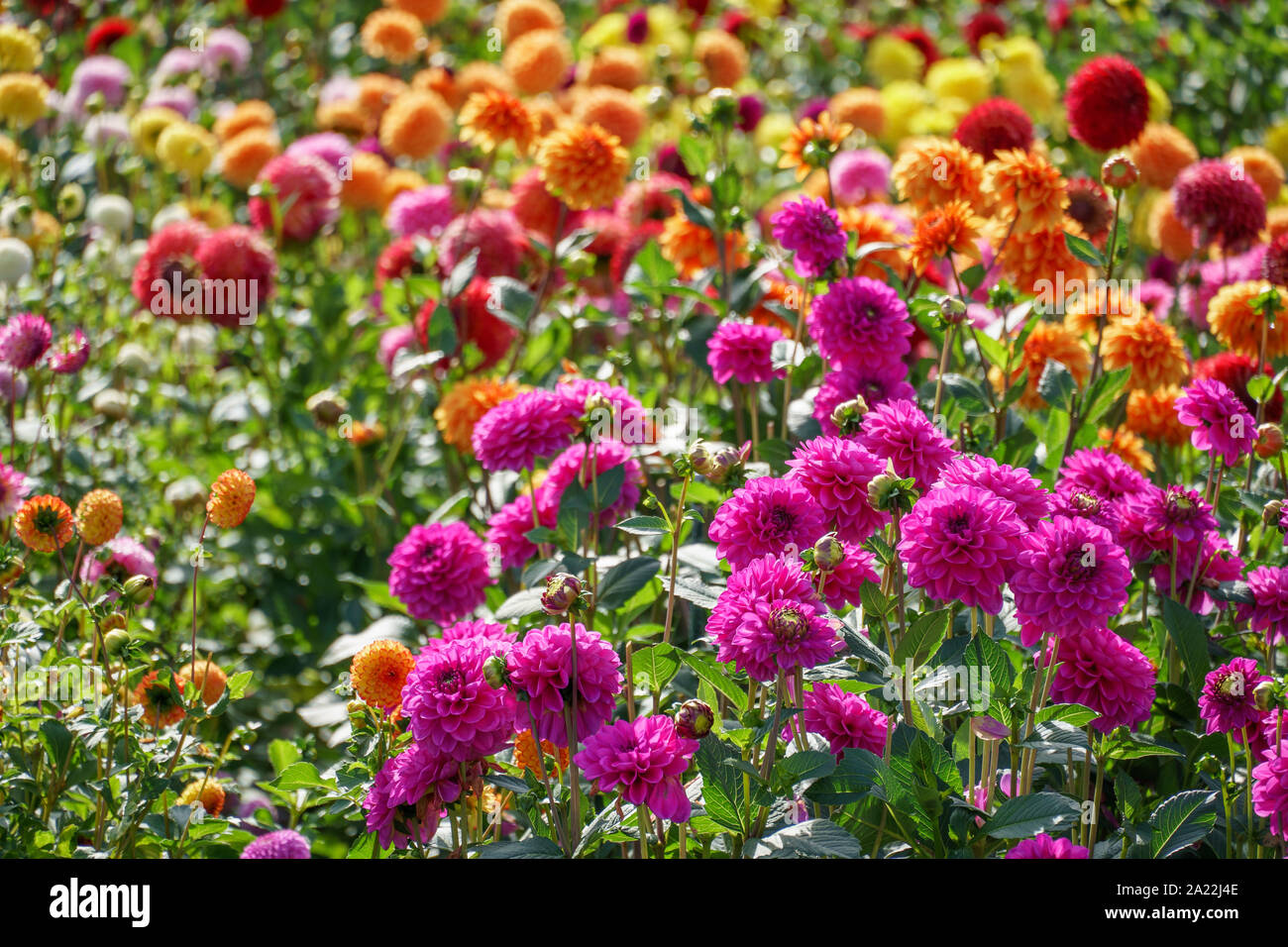 many dahlias in germany Stock Photo - Alamy
