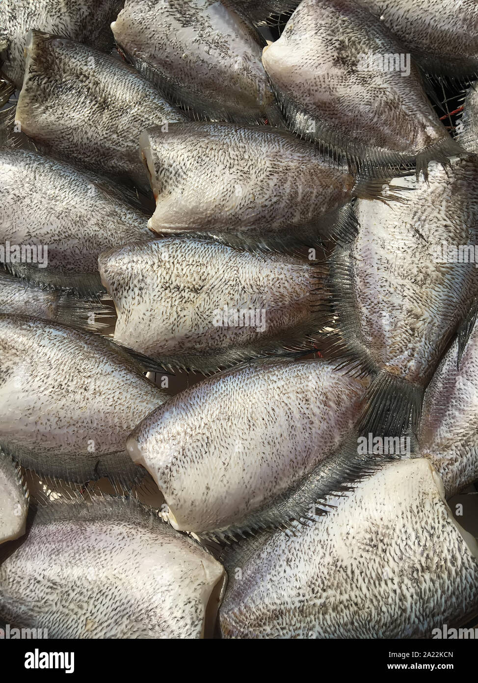 The trichogaster pectoralis fish drying in the sun for sale. Stock Photo