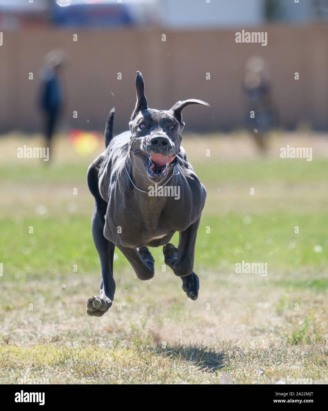 Gray Great Dane dog chasing a lure across a field and making a funny face Stock Photo
