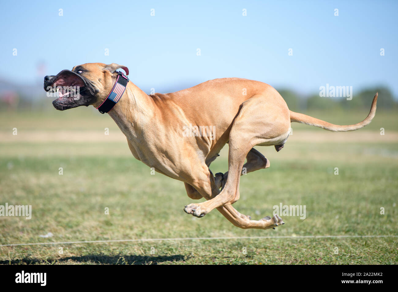 Great Dane in a tuck during a full run chasing a lure with her lips  flapping in the wind Stock Photo - Alamy