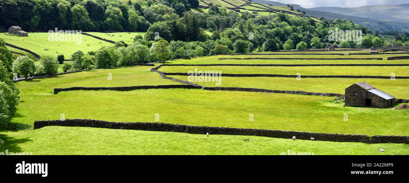 Panorama of green pasture with drystone walls for Swaledale sheep with barns in Valley of the River Swale Gunnerside Richmond North Yorkshire England Stock Photo