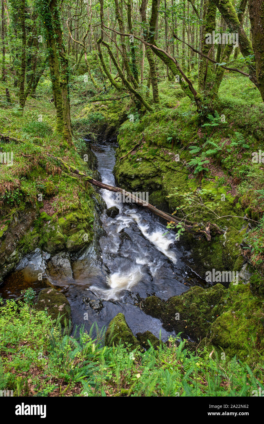 Cordorcan burn waterfalls in the Wood Of Cree Nature Reserve, Newton Stewart, Dumfries and Galloway, Scotland Stock Photo