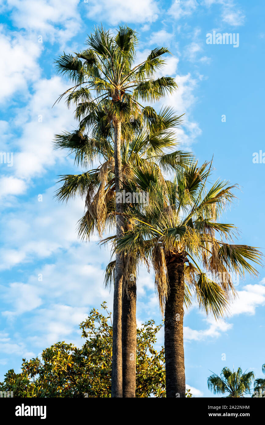 Green trees in french hi-res stock photography and images - Alamy