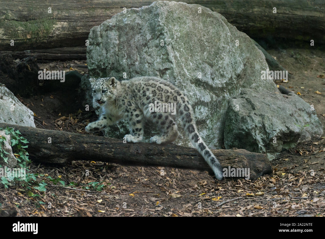 Asian leopard hi-res stock photography and images - Alamy