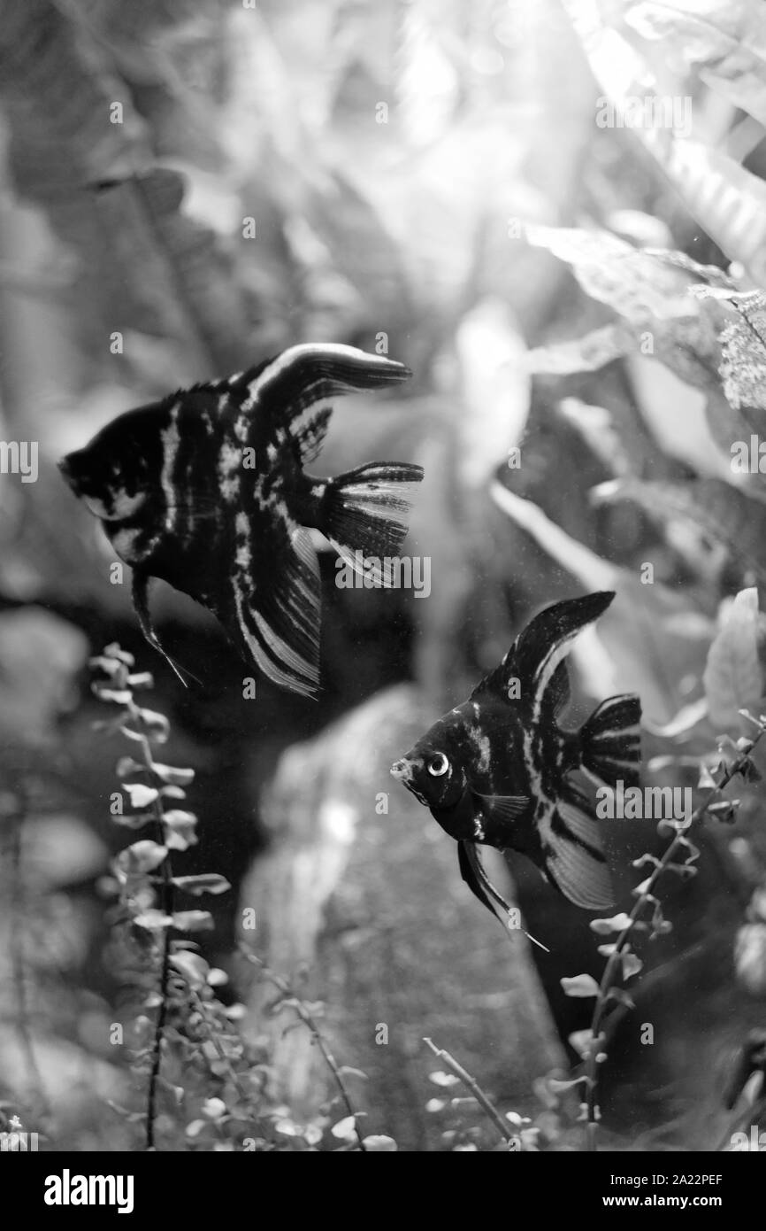 Exotic flat black fish with white strips in the aquarium among the algae Stock Photo