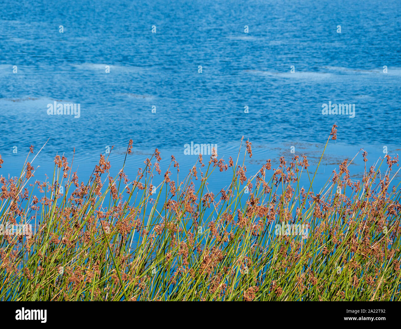 Fading plants on side of lake end of summer Stock Photo - Alamy