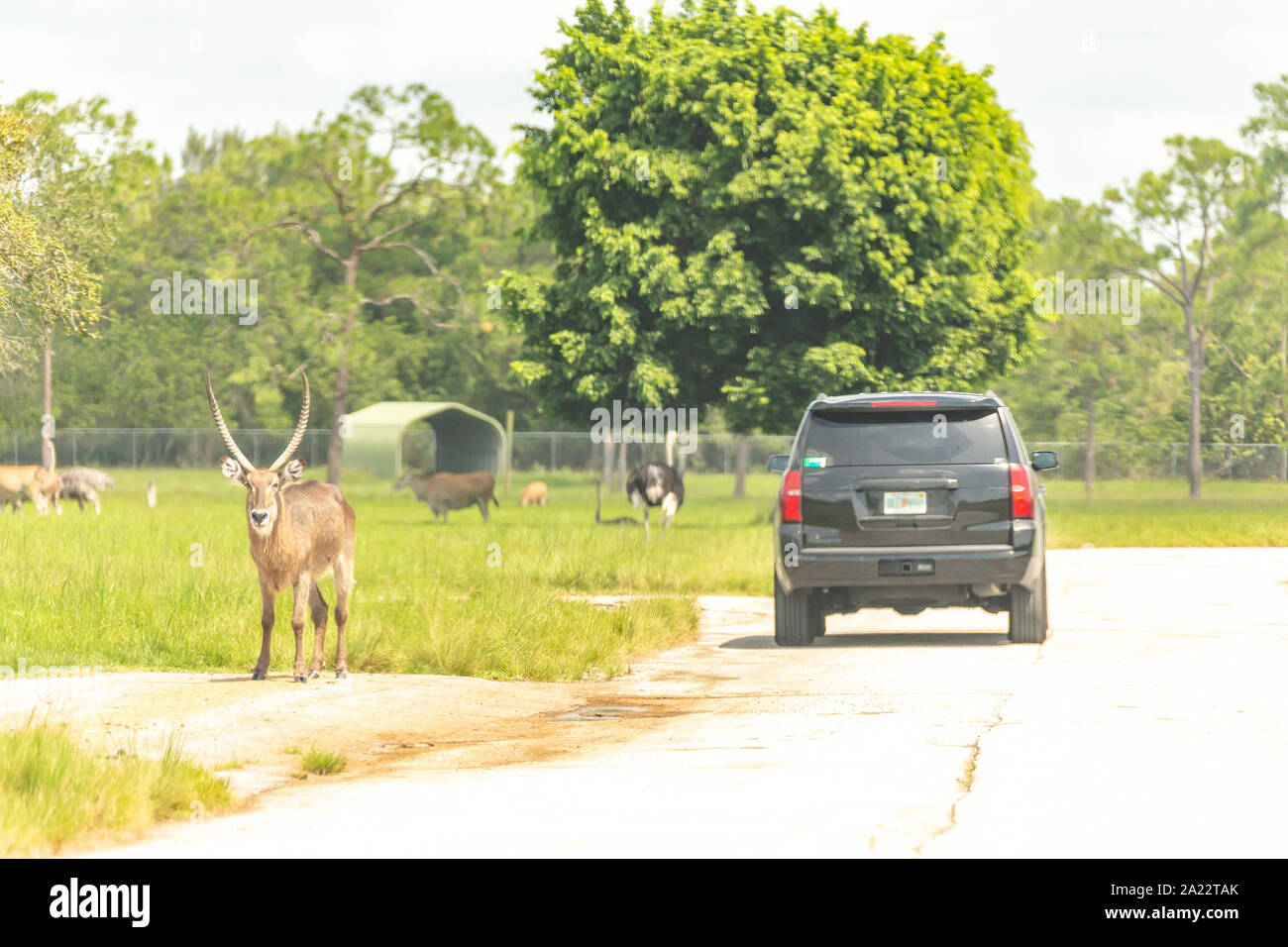 Safari drive through park. Cars driving near animals in cage free zoo