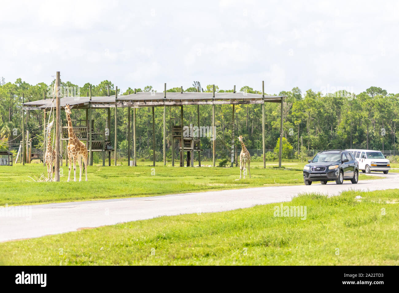 Florida, USA September 19, 2019 Lion Country Safari drive through