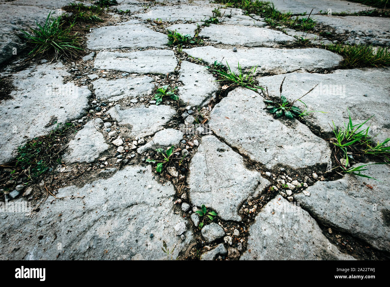 Green plants growing out of cracks in the earth. Drought and climate change concept Stock Photo