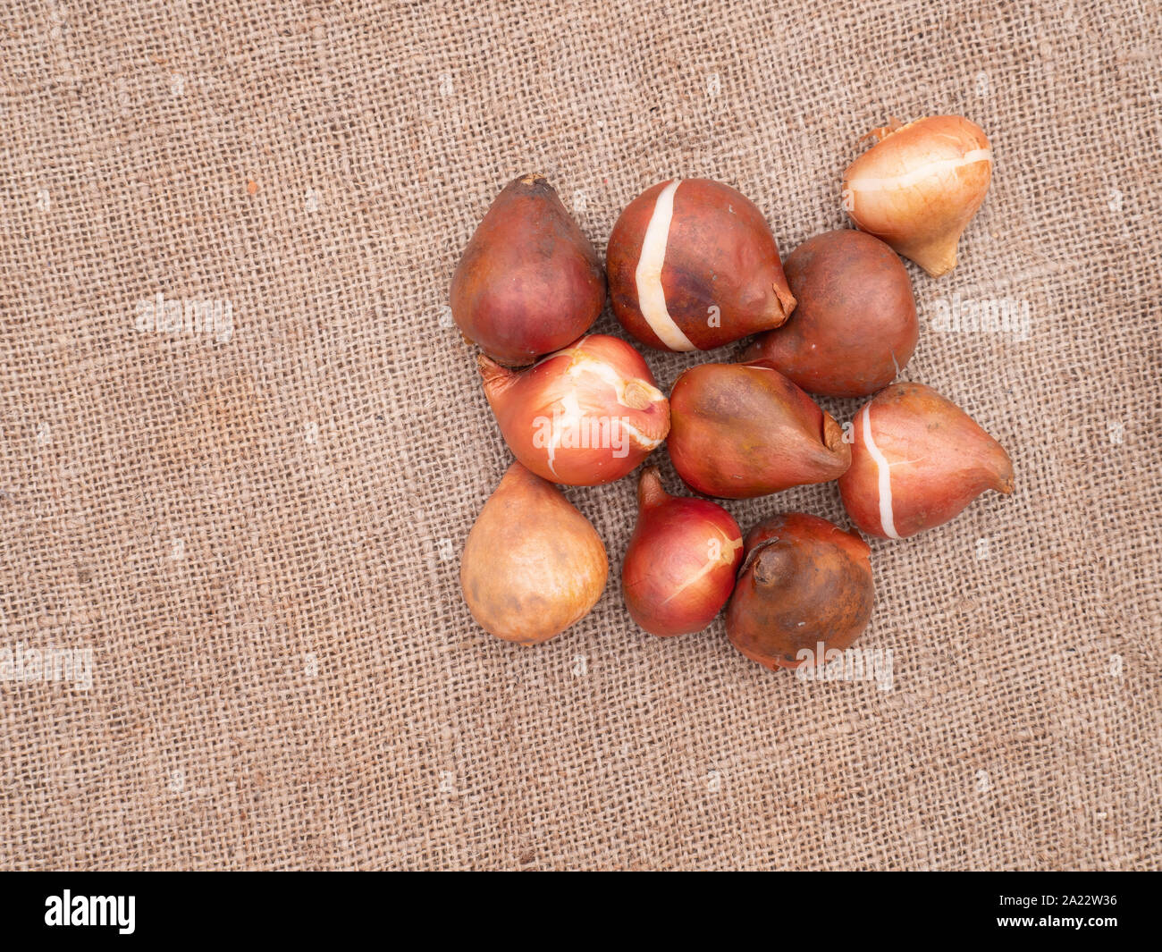 Assorted tulip bulbs on rustic hessian with copyspace. Overhead view. Stock Photo