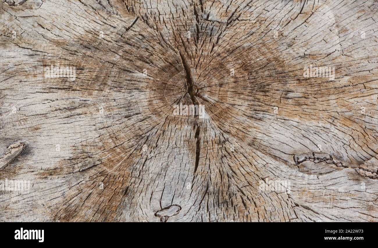 Wood circles. Brown background Stock Photo