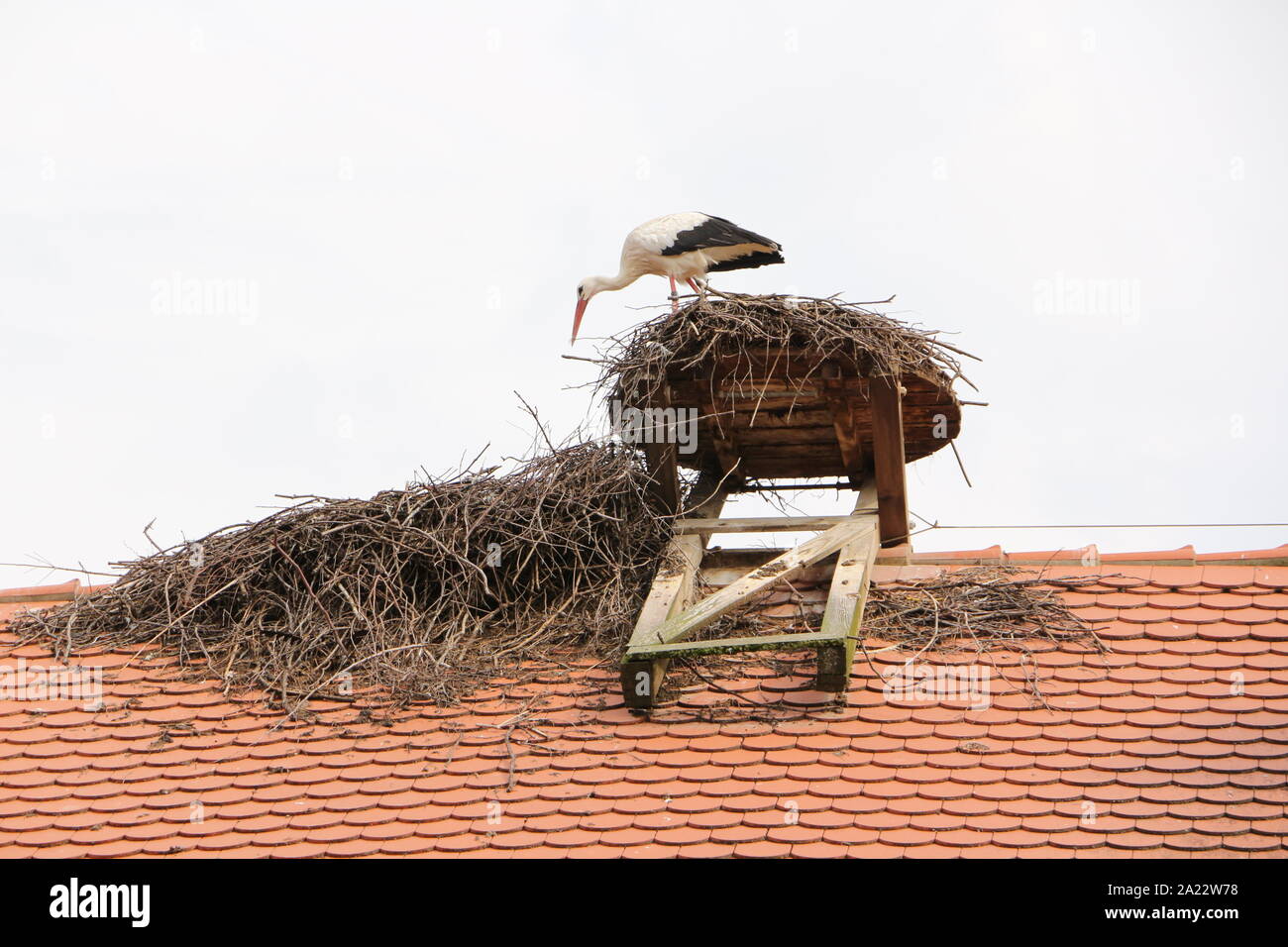 Storch auf dem Affenberg bei Salem am Bodensee Stock Photo