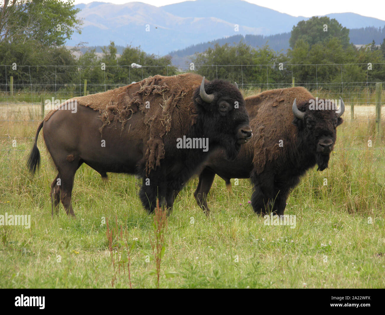 North American Bison bred in New Zealand for meat Stock Photo