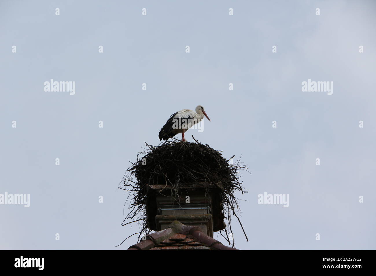Storch auf dem Affenberg bei Salem am Bodensee Stock Photo