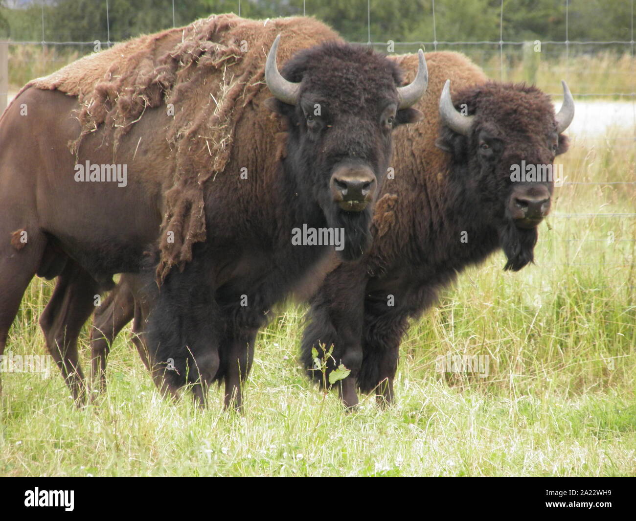North American Bison bred in New Zealand for meat Stock Photo