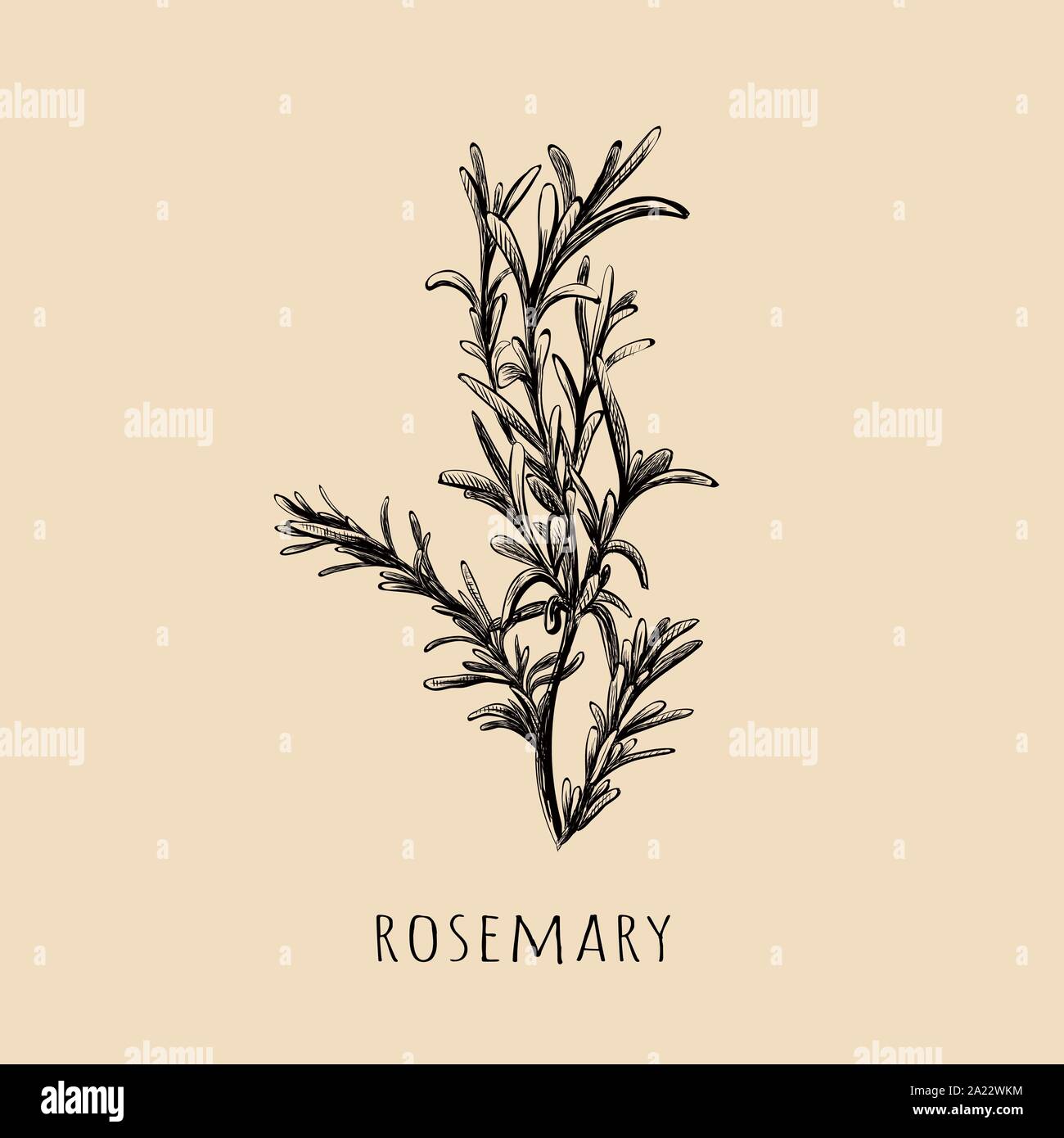 Rosemary hand drawing. Rosemary sketch vector Stock Vector Image & Art