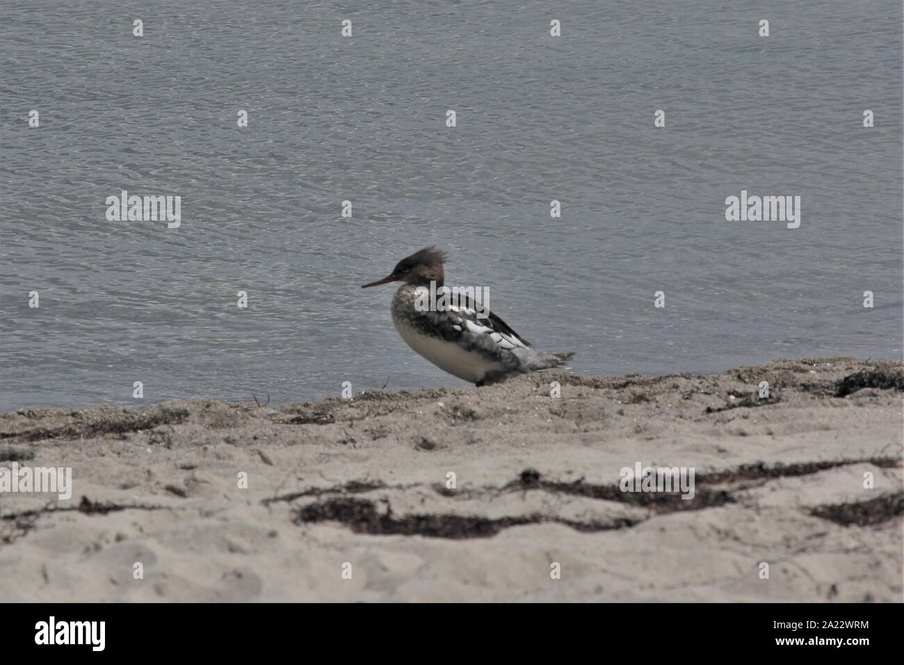 Red-breasted Merganser (Mergus serrator) on the sandy beach of Eckernförde, Germany Stock Photo