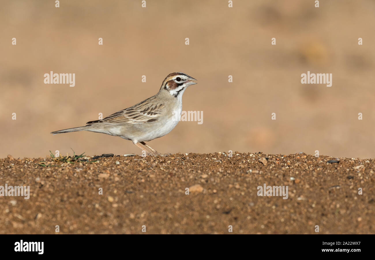 A Lark Sparrow Bird Looking for Seed Stock Photo
