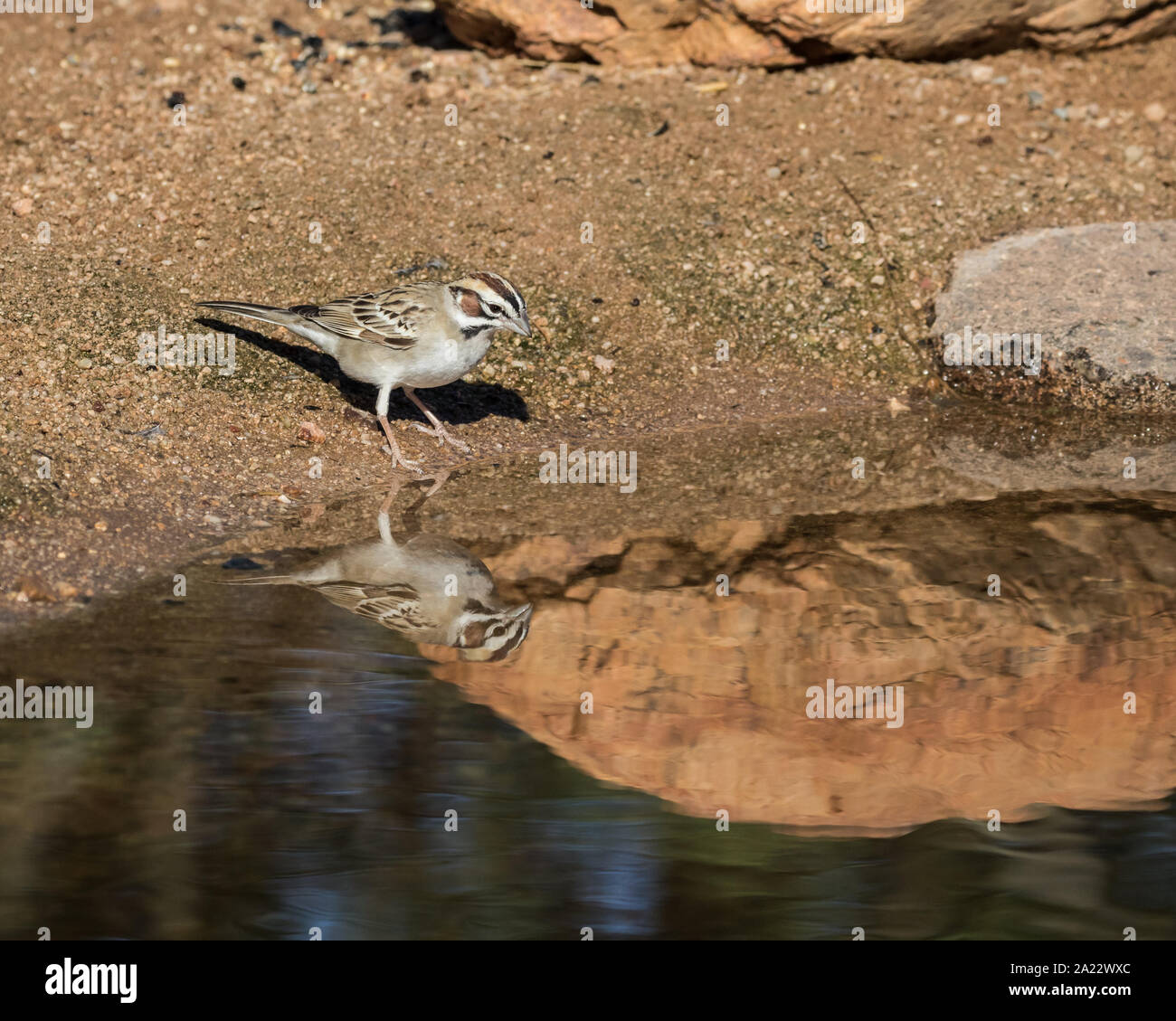 A Lark Sparrow Bird Looking for Seed Stock Photo