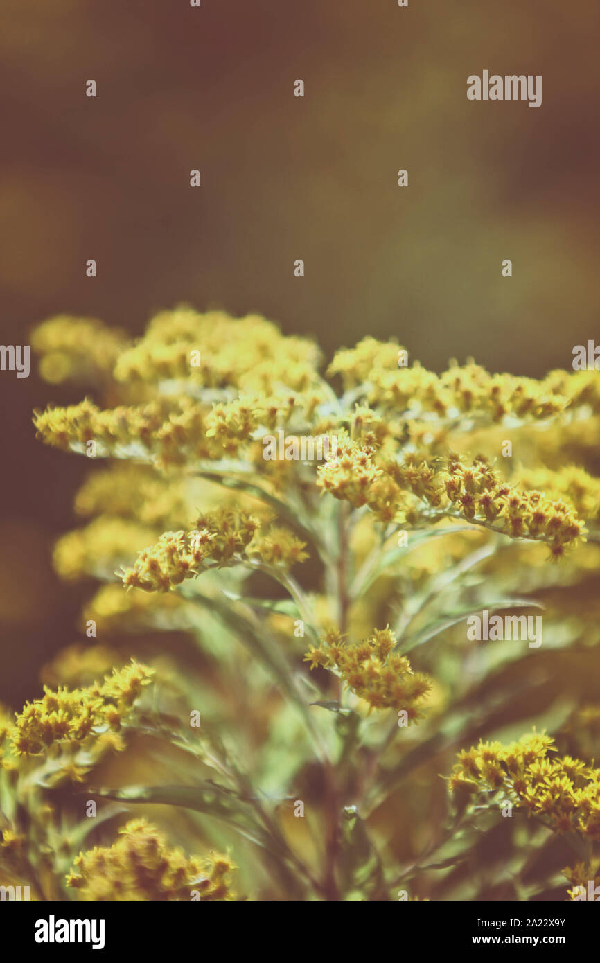 Canadian goldenrod yellow flowers(Solidago canadensis) Stock Photo