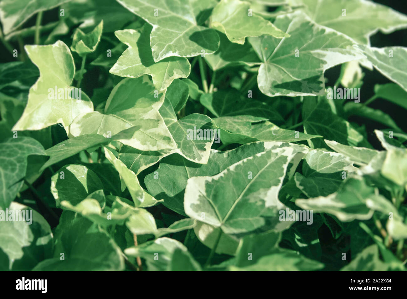 detail of algerian ivy (hedera algeriensis) Stock Photo