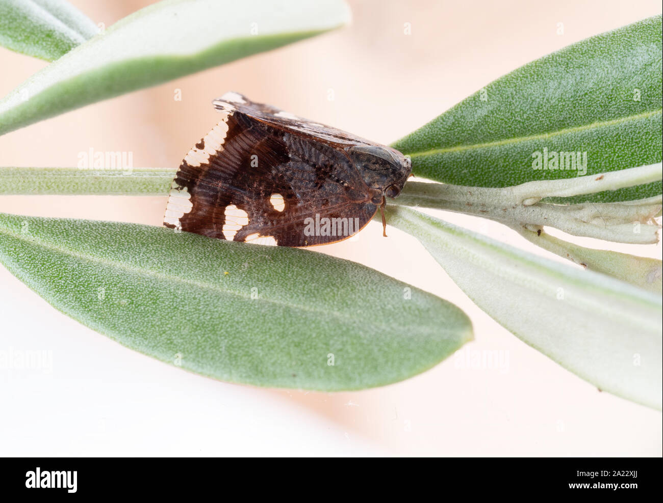 Agricultural pest hi-res stock photography and images - Alamy