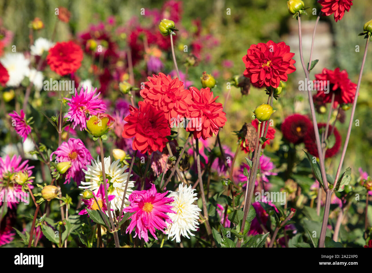 Dahlia tall back of border hi-res stock photography and images - Alamy