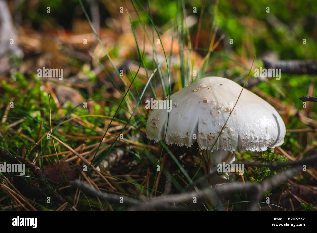 Poisonous Amanita Virosa mushroom growing in mossy forest. Stock Photo