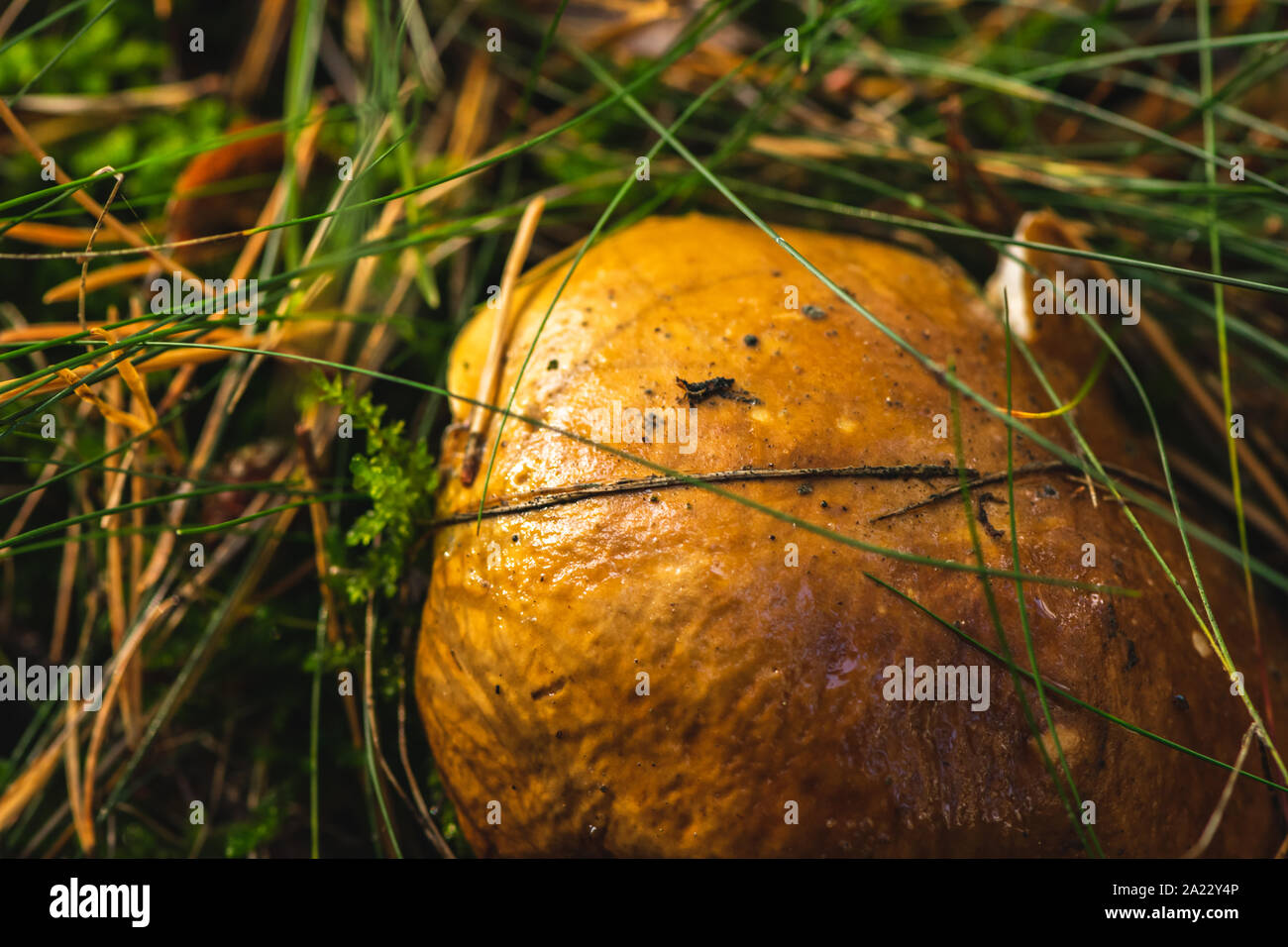 Big old Boletus Edulis mushroom growing in forest. Stock Photo