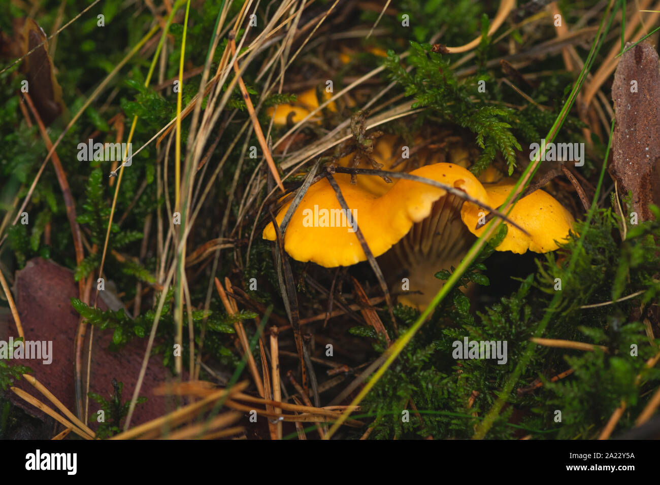 Cantharellus cibarius hiding in the moss, captured in deep wet autumn forest. Stock Photo