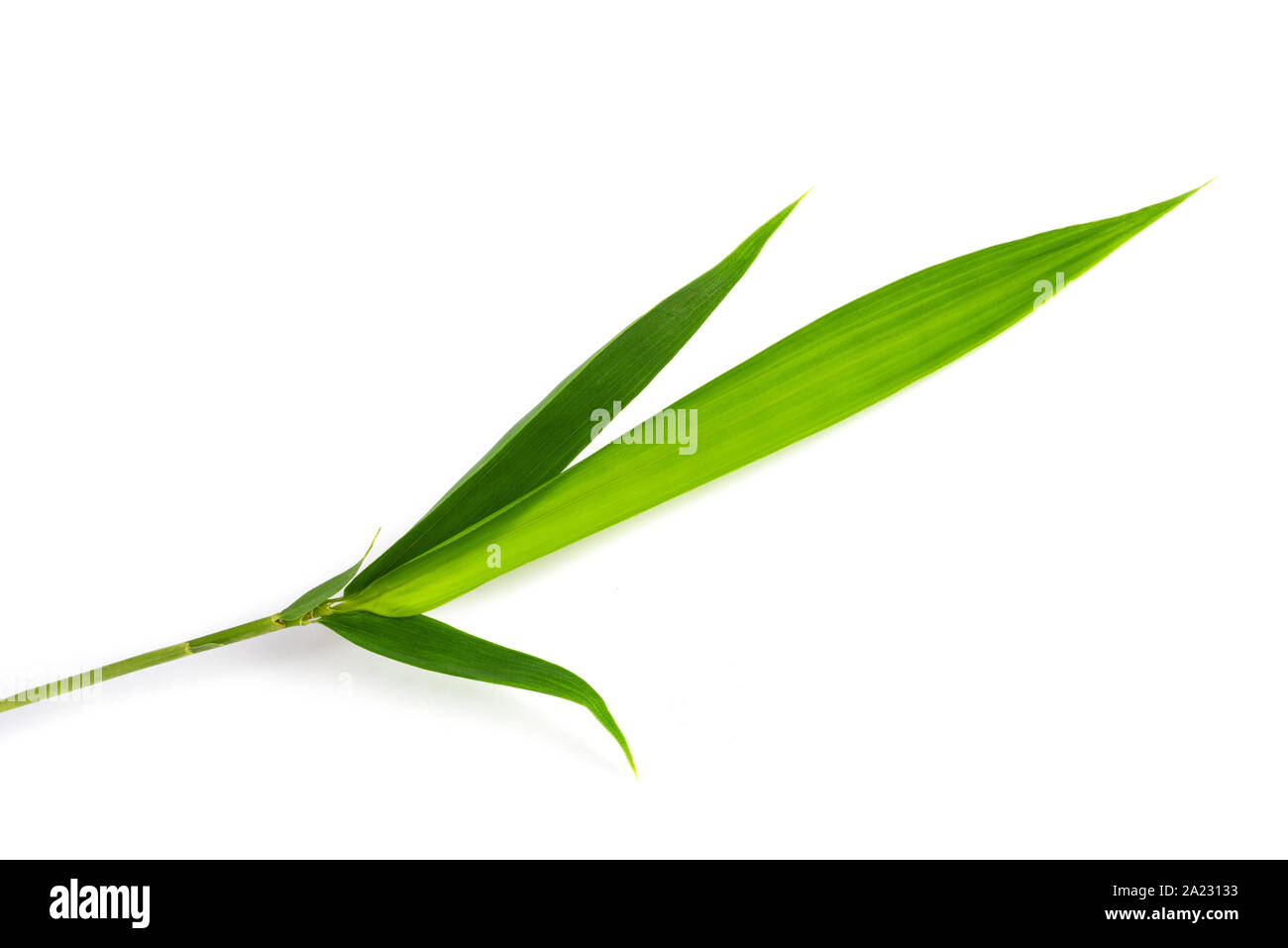 Bamboo branch isolated on white background Stock Photo